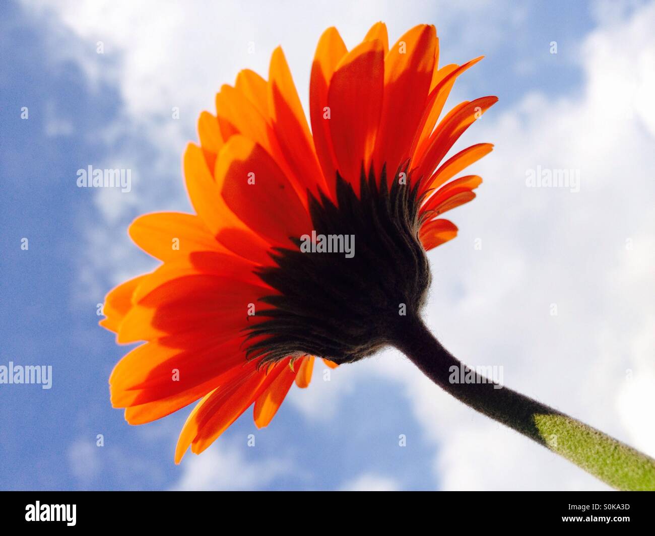 Gerbera Blume Stockfoto