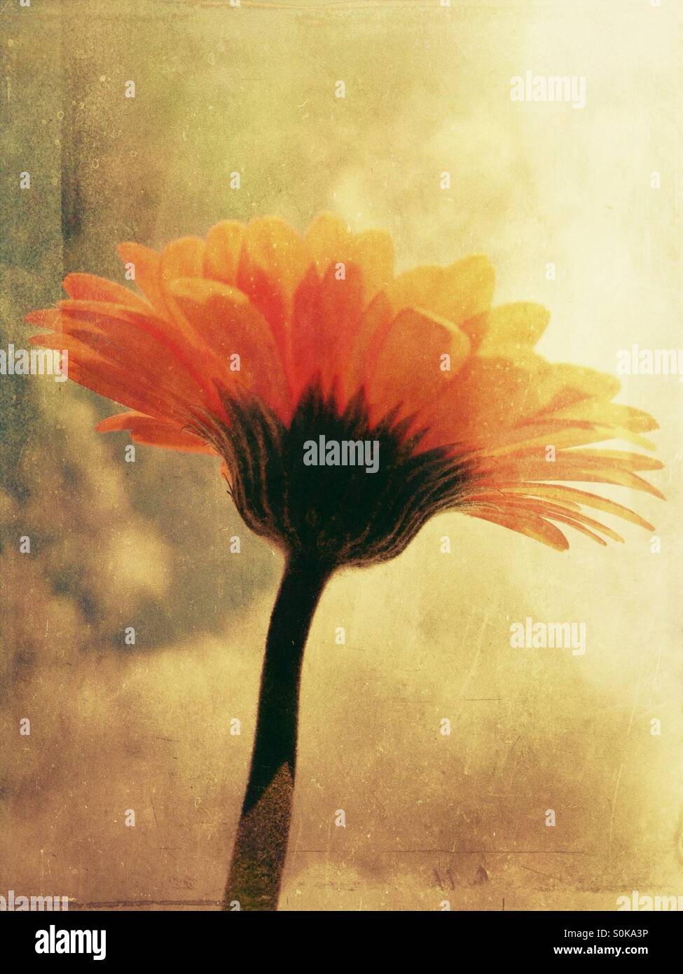 Gerbera Blume mit Himmelshintergrund - Smartphone-aufgenommenes Stockfoto