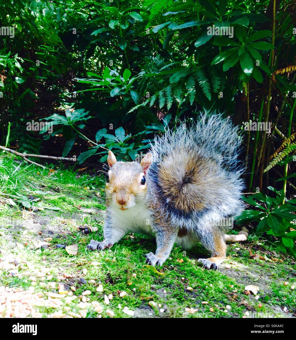 Graue Eichhörnchen in einer Parklandschaft Stockfoto