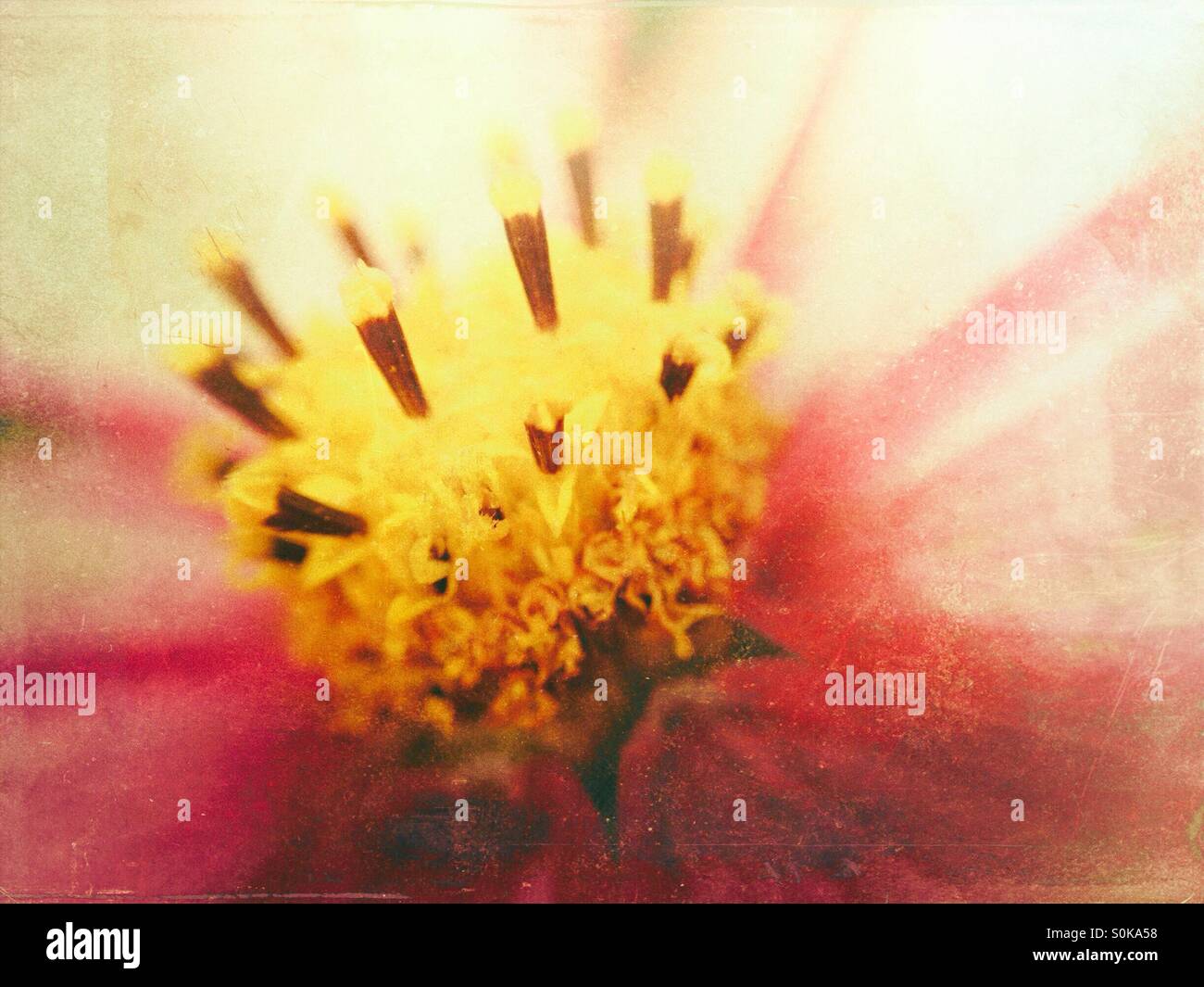 Makro-Ansicht einer Kosmos-Blume Stockfoto