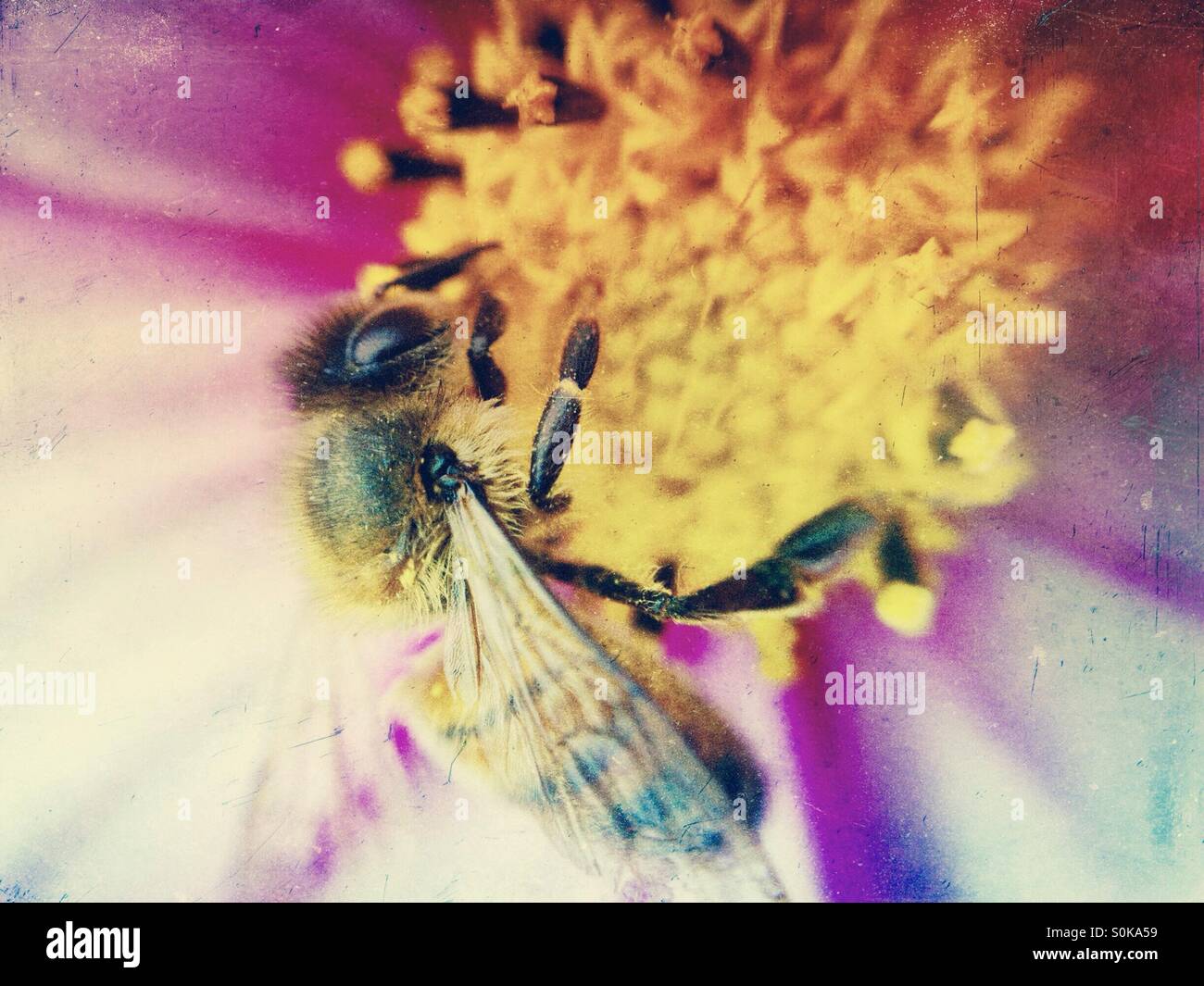 Honigbiene Bestäubung eine Kosmos-Blume Stockfoto