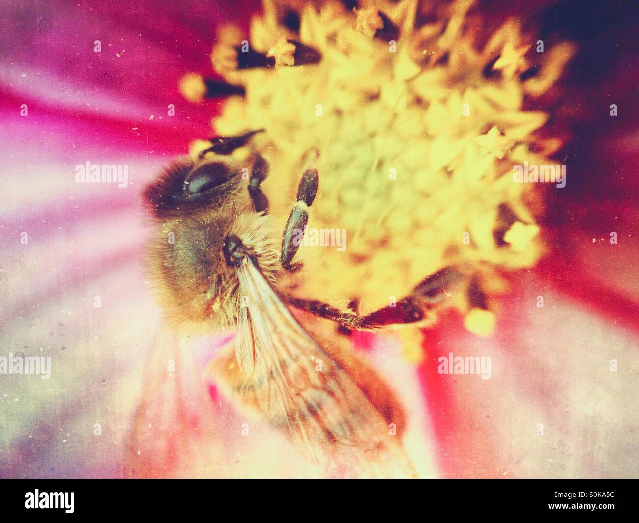 Honigbiene Bestäubung eine Kosmos-Blume Stockfoto