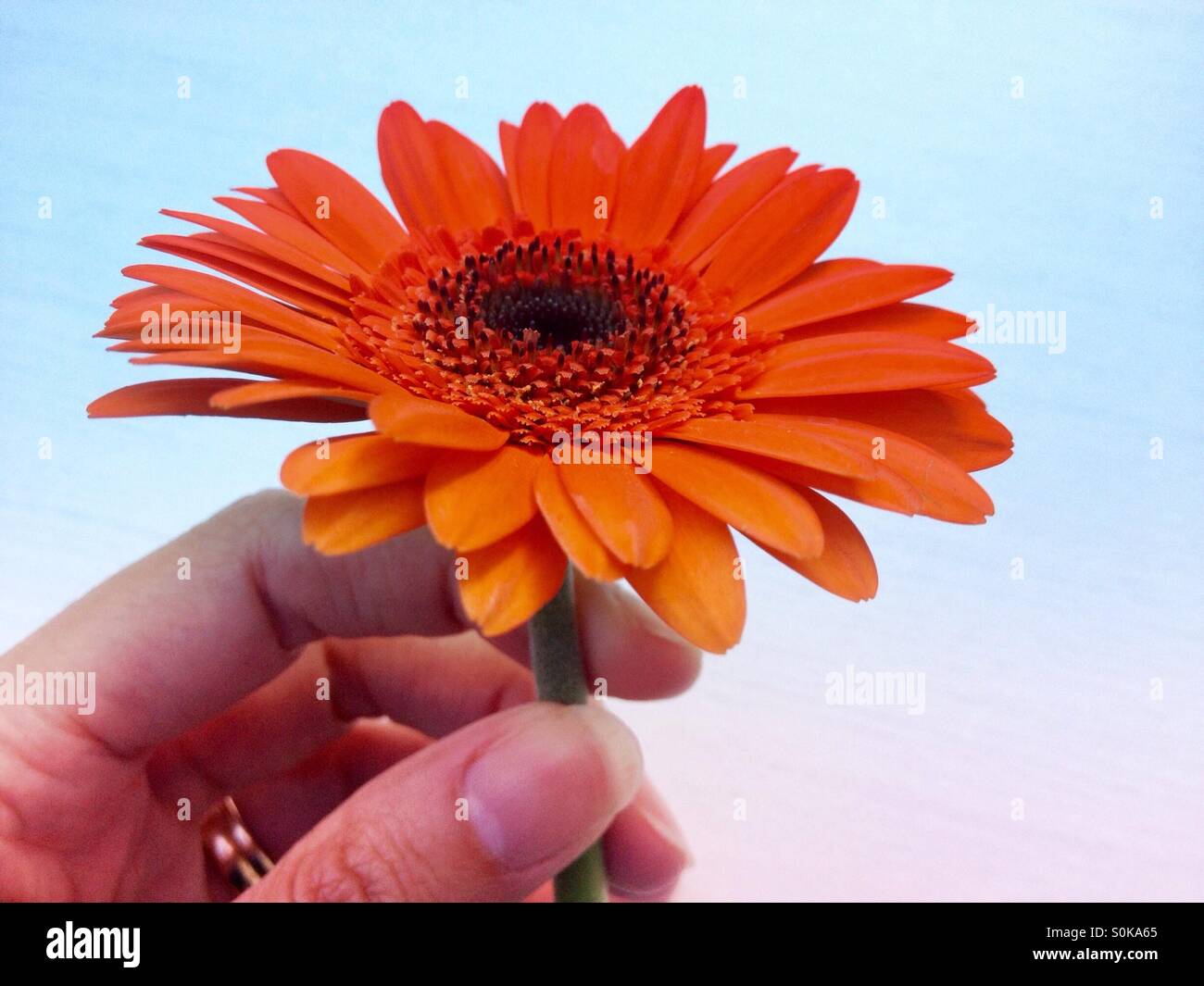 Frau, die Gerbera Blume - Smartphone-aufgenommenes Stockfoto