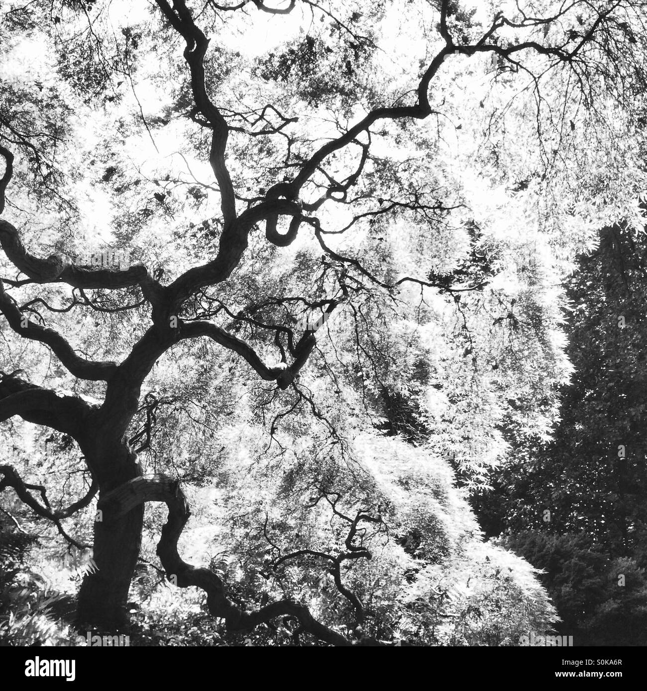 Knorrigen Baum in schwarz / weiß Stockfoto