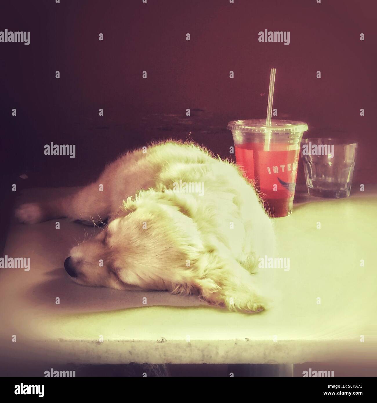 Welpe auf eine Café-Tisch Stockfoto