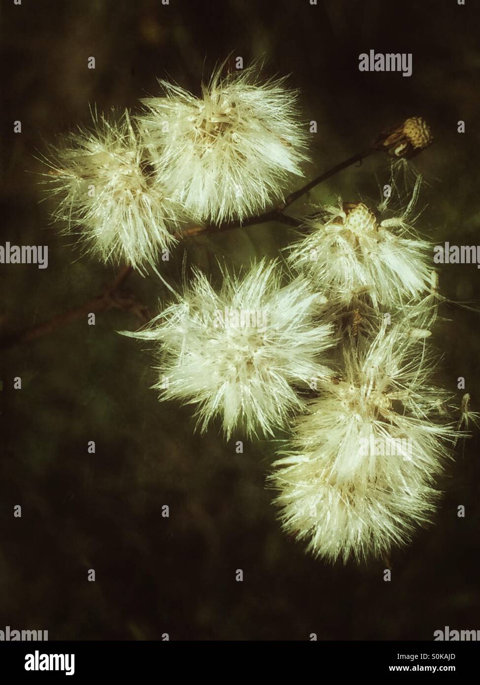 Flauschige Samenköpfe von Kreuzkraut Stockfoto