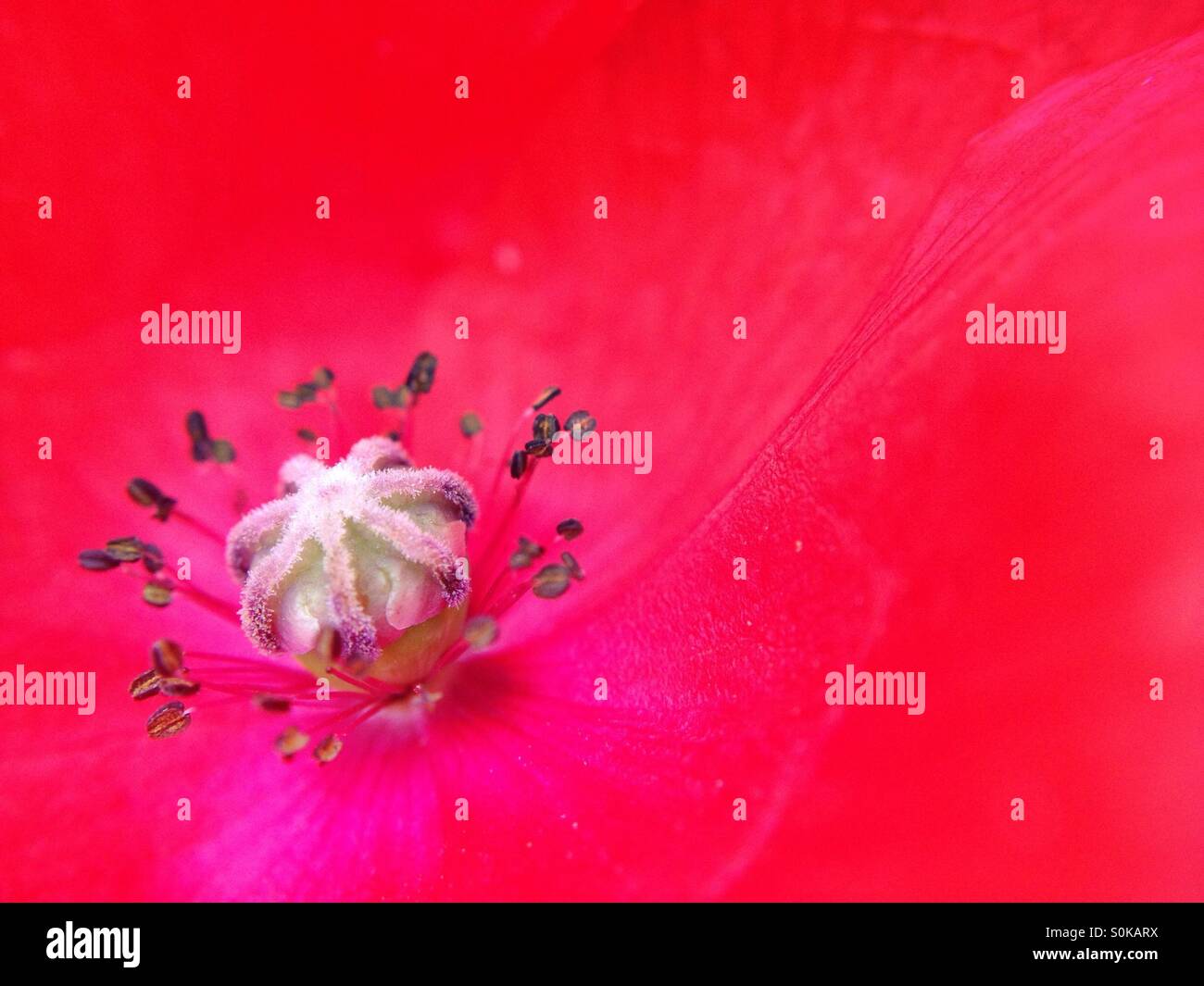 Poppy Flower Stockfoto