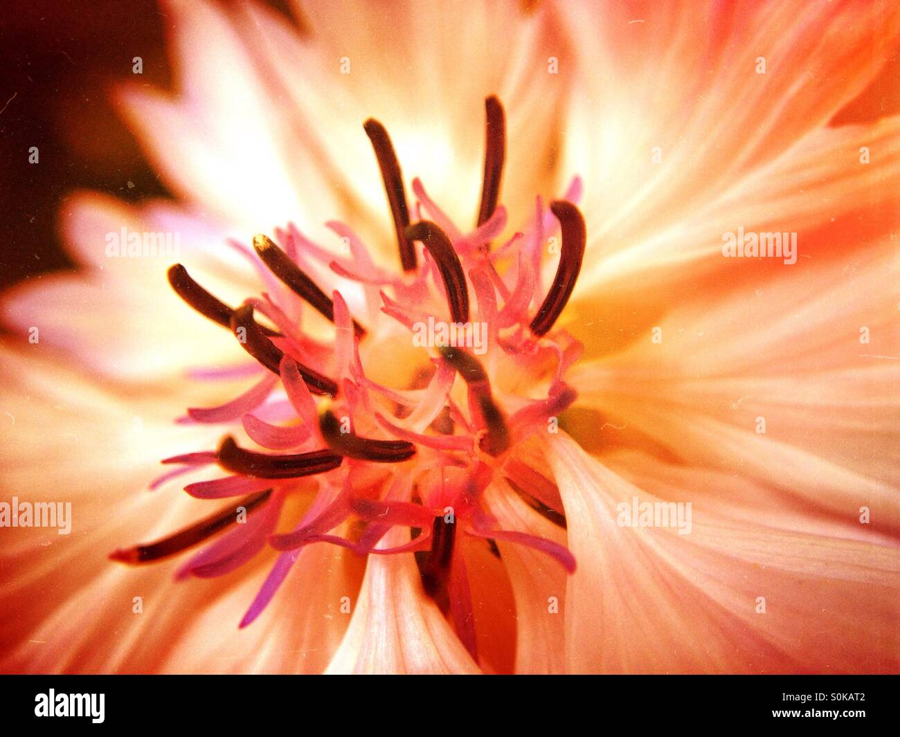 Kornblume Blume - Smartphone-aufgenommenes Stockfoto
