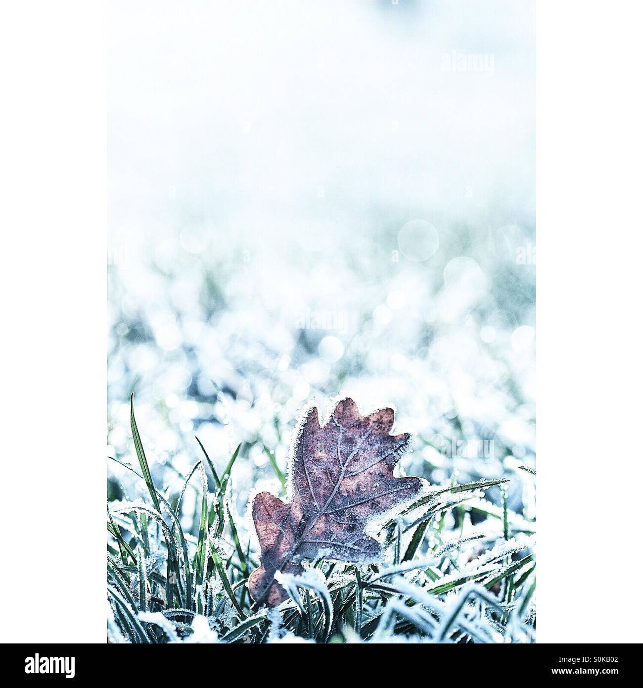 Ein Frost bedeckt Eichenblatt in einem frostigen Feld - Smartphone-aufgenommenes Stockfoto