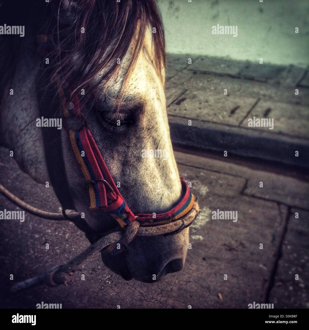 Einsame Latein Pferd! Stockfoto