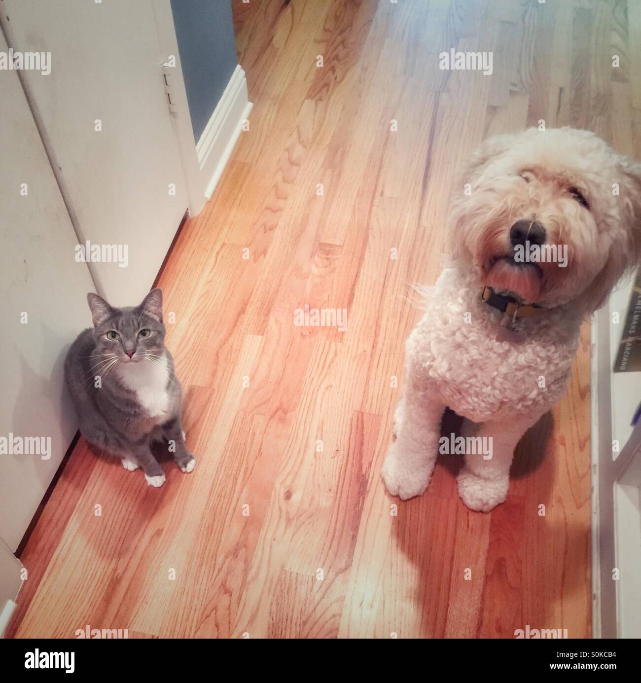 Katze und Hund sitzen geduldig warten. Stockfoto