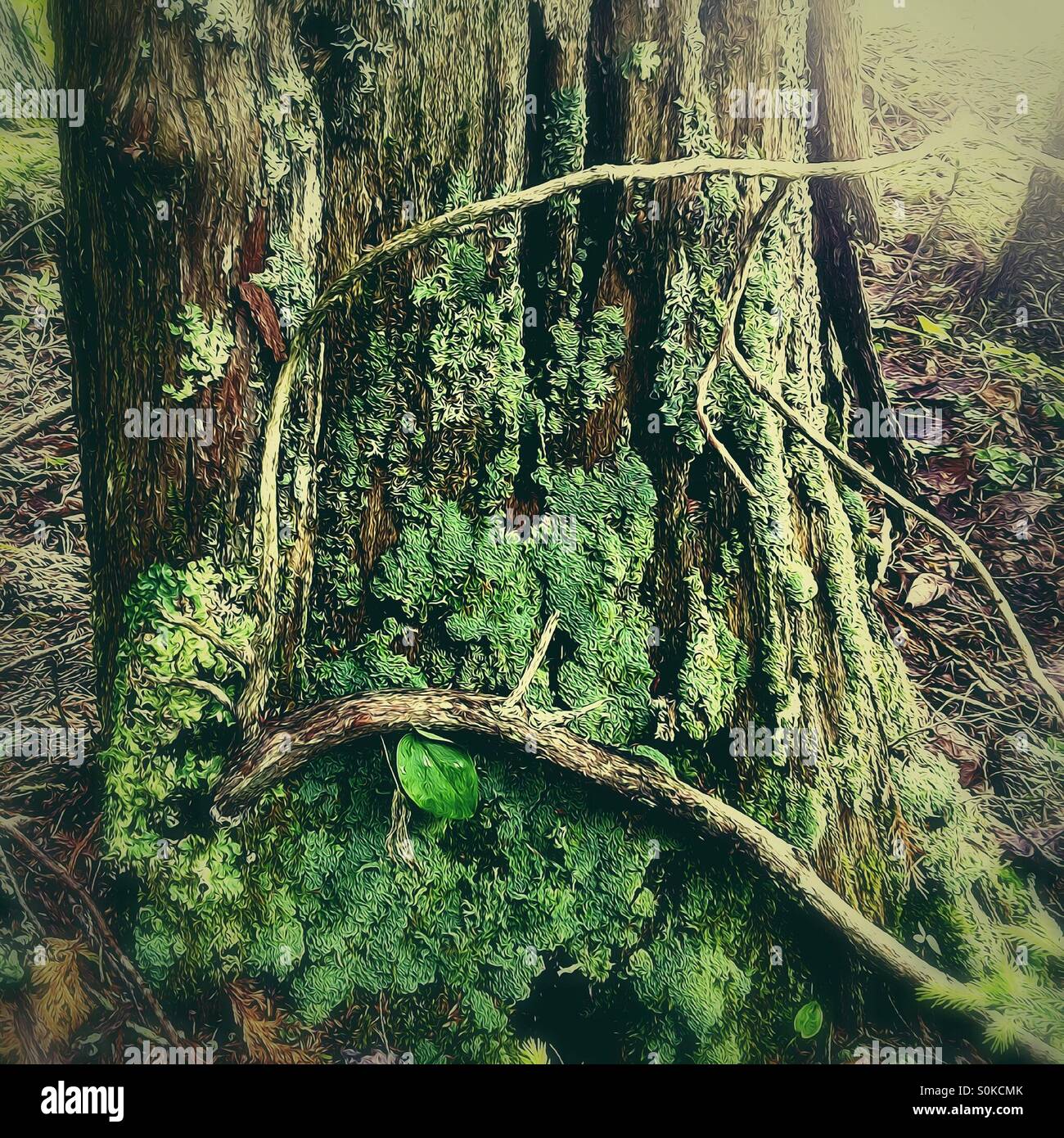 Baumstamm in grünem Moos bedeckt Stockfoto
