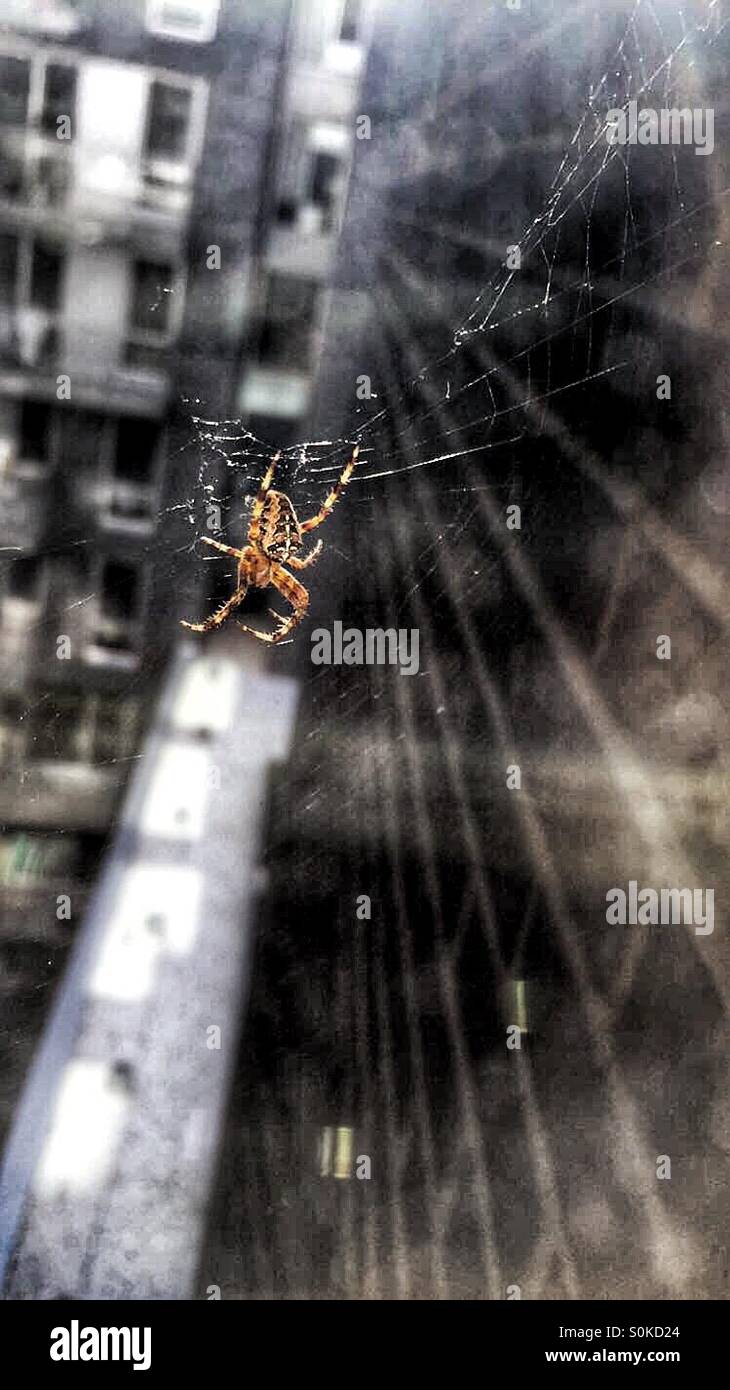 Spider - Smartphone-aufgenommenes Stockfoto