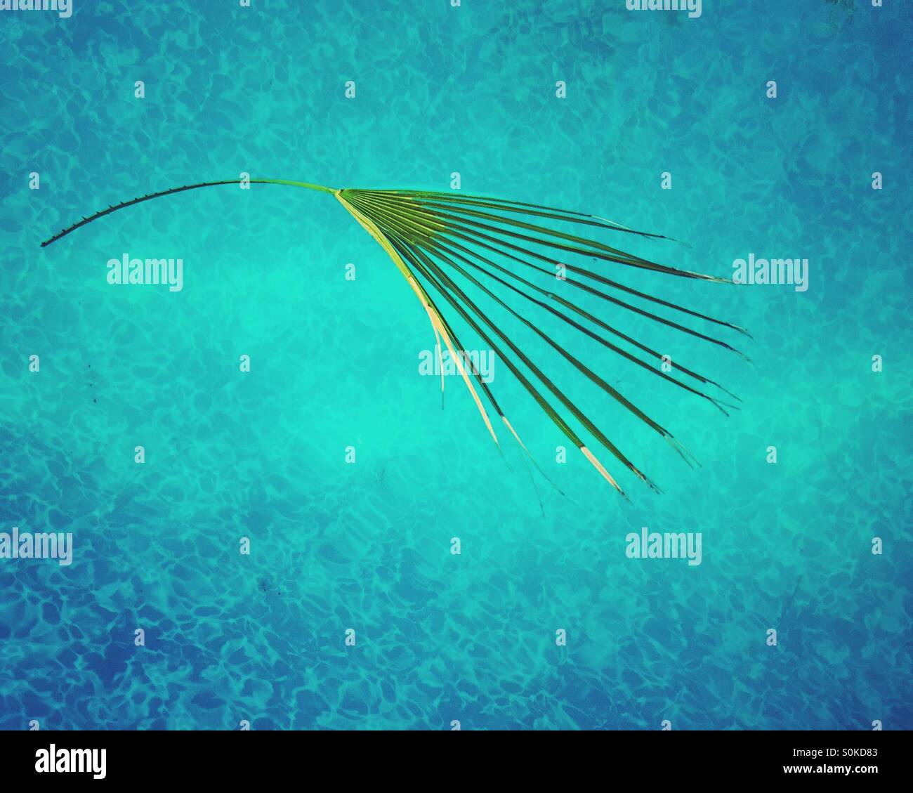 Ein Palmblatt schwimmend auf das blaue Wasser des Schwimmbads. Stockfoto
