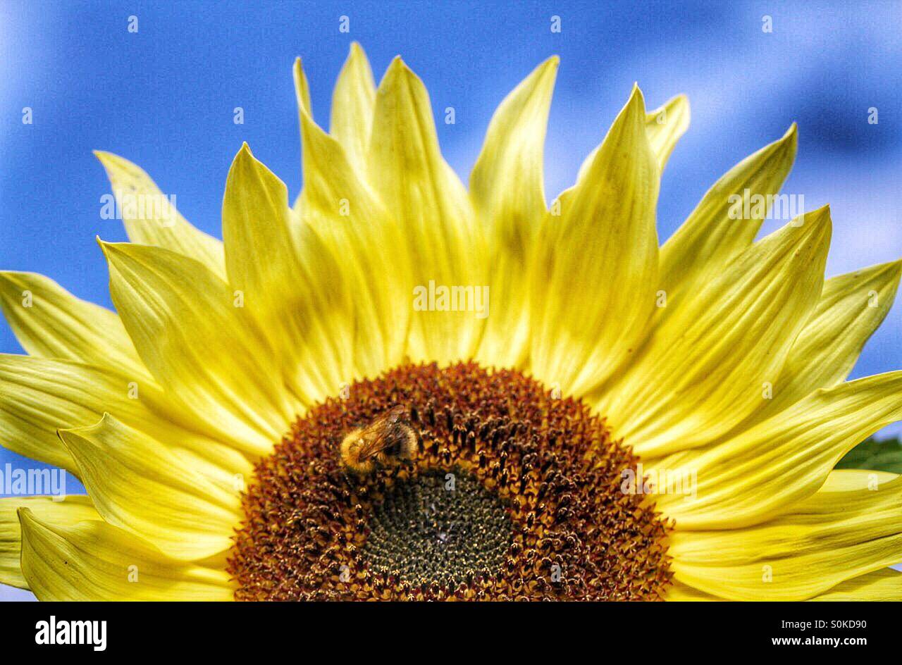 Eine Nahaufnahme einer leuchtend gelben Sonnenblume mit einer Honigbiene sammeln Pollen drauf. - Smartphone-aufgenommenes Stockfoto