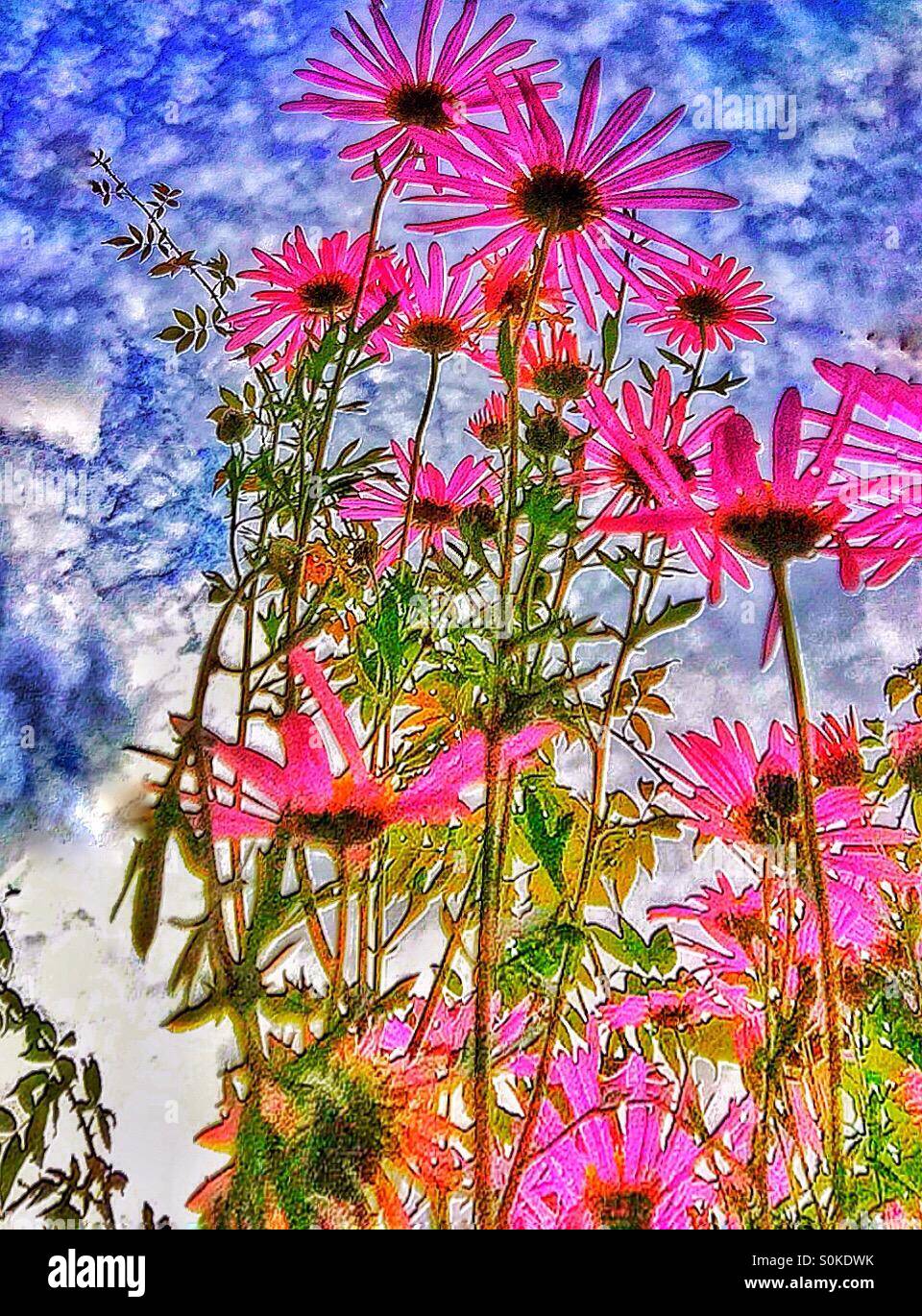 Echinacea Blume - Smartphone-aufgenommenes Stockfoto