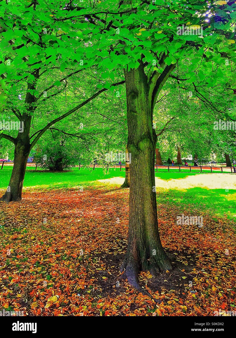 Herbst im Hyde Park Stockfoto