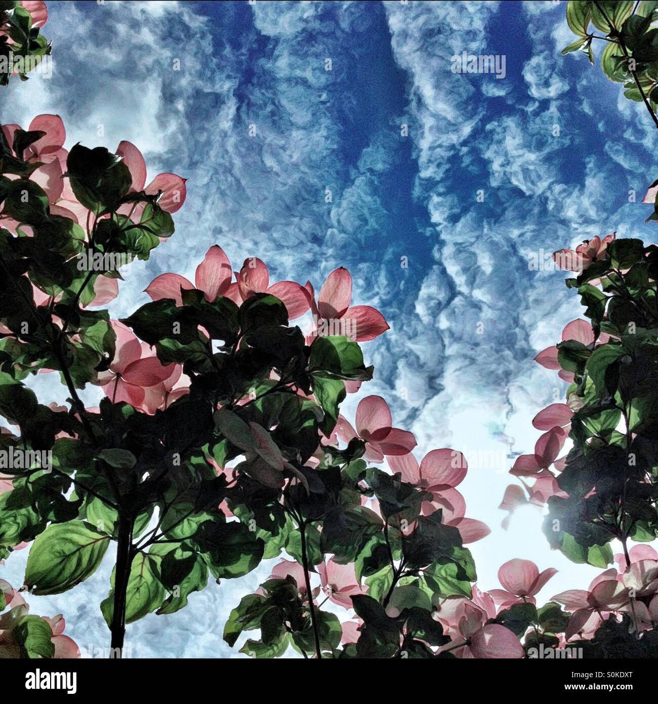 Rosa Hartriegel Blumen für den Himmel erreichen Stockfoto