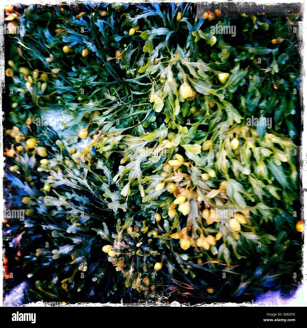 Seetang - Smartphone-aufgenommenes Stockfoto