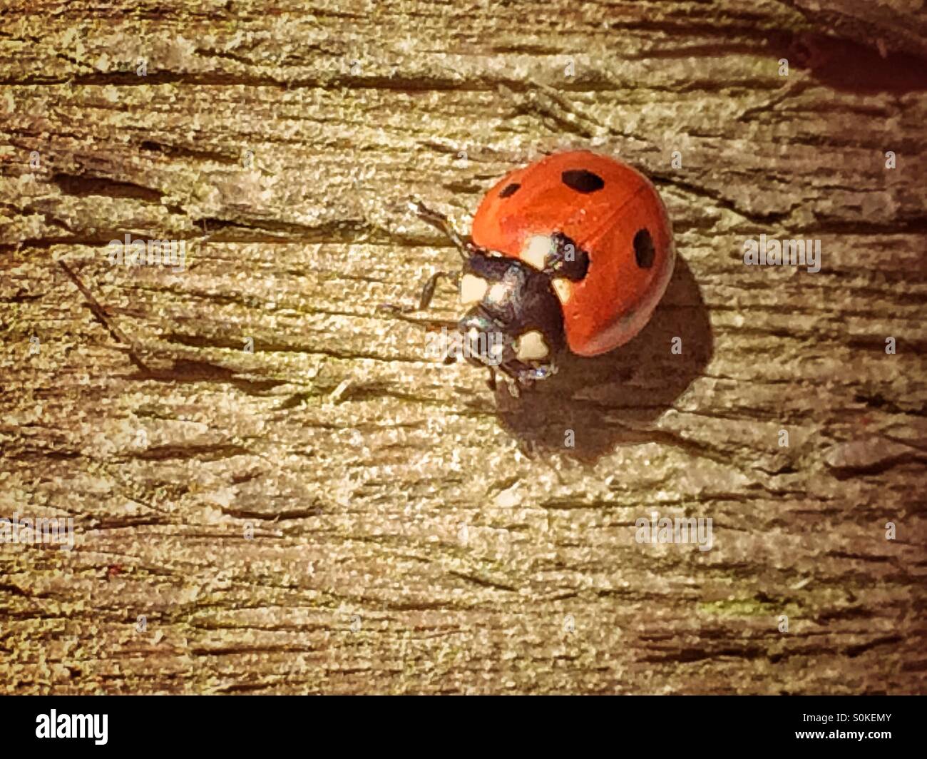 Marienkäfer auf Holz Stockfoto