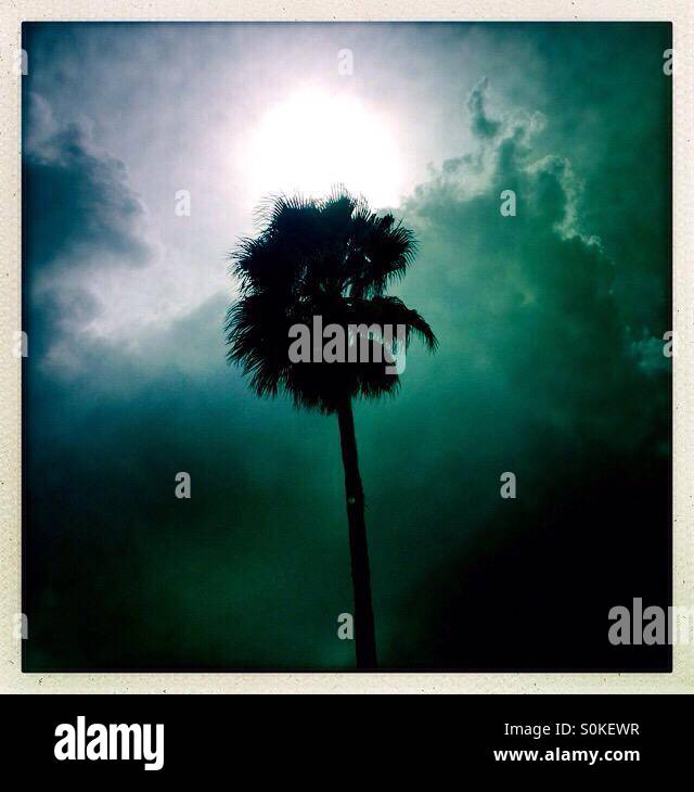 Palme mit Sonne und Wolken Stockfoto