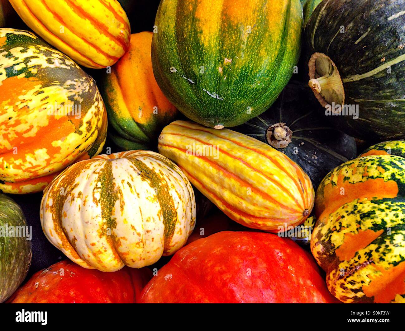 Bunter Herbst Kürbisse - Smartphone-aufgenommenes Stockfoto