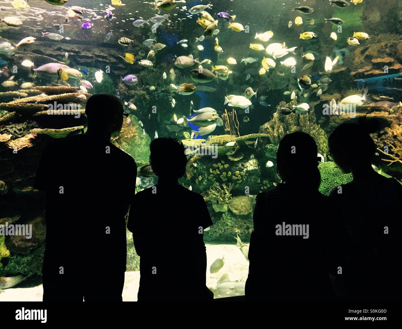 Silhouette Menschen betrachten Fische im aquarium - Smartphone-aufgenommenes Stockfoto