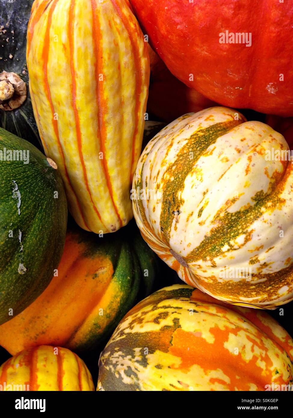 Bunter Herbst Kürbisse - Smartphone-aufgenommenes Stockfoto