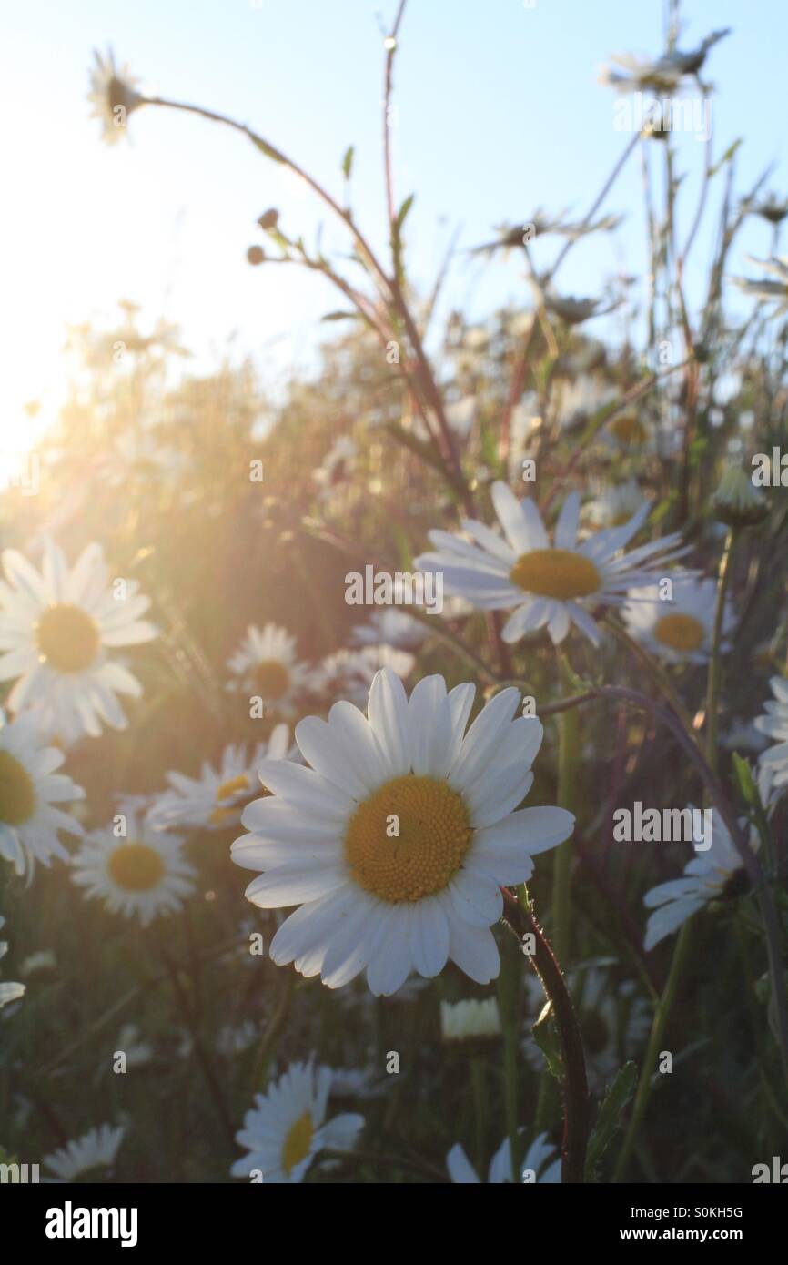 Dunstige Sonne auf einem Feld von Gänseblümchen. - Smartphone-aufgenommenes Stockfoto