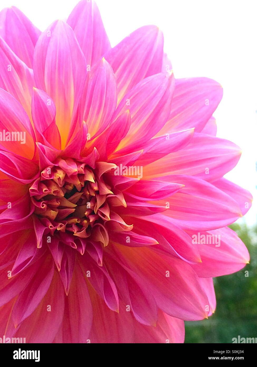 Schöne rosa Dahlie, eine schöne Sommerblume. Stockfoto