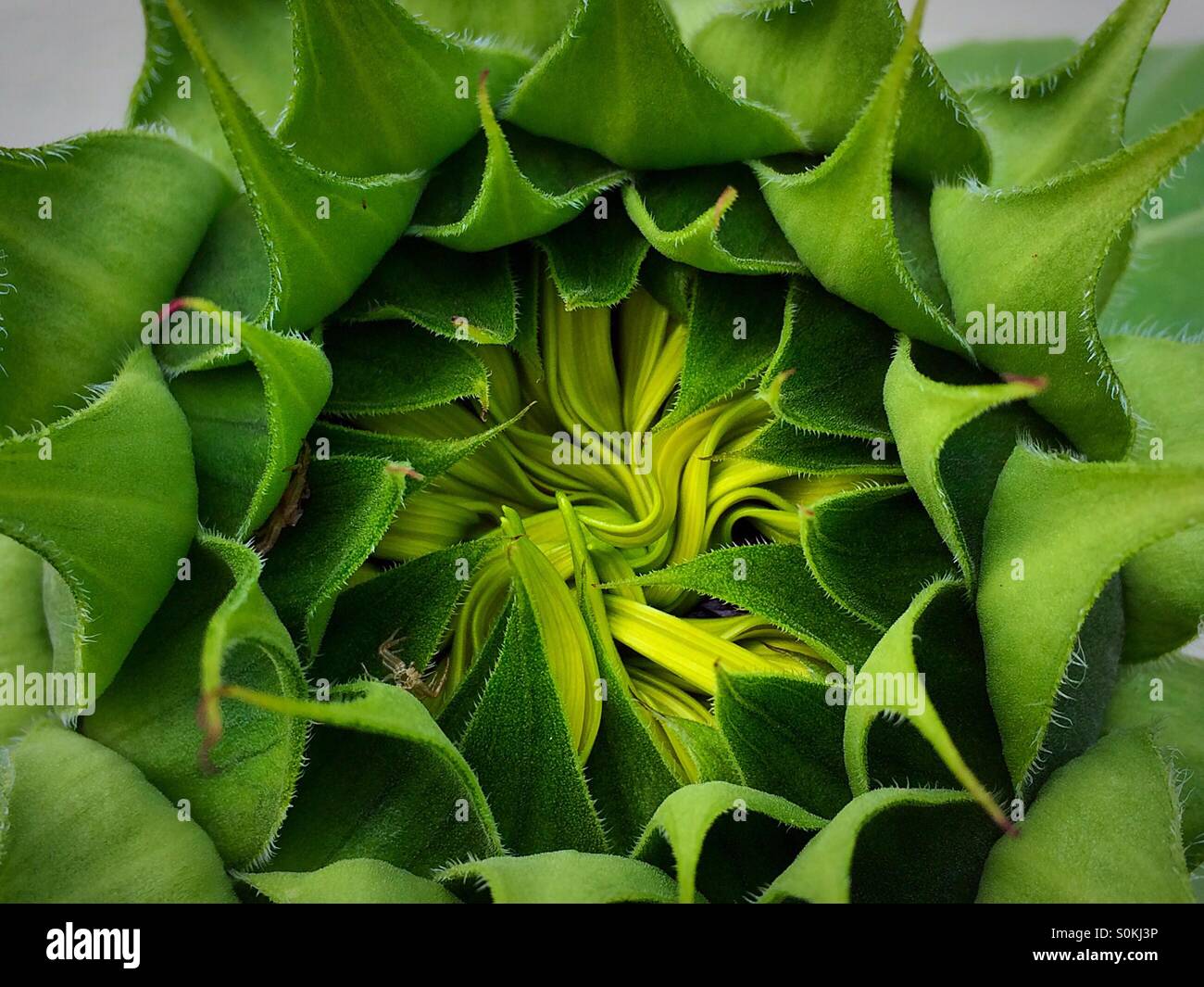Eine Sonnenblume zu Sonnenschein im Sommer eröffnen. Stockfoto