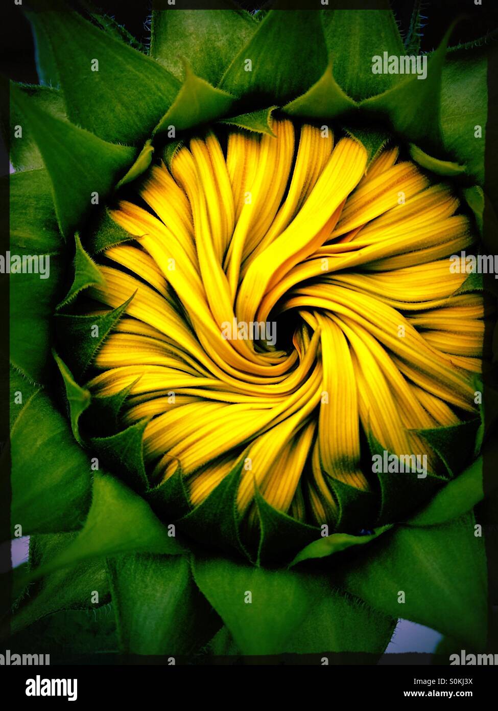 Der gelbe Wirbel einer Sonnenblume zu blühen. Stockfoto