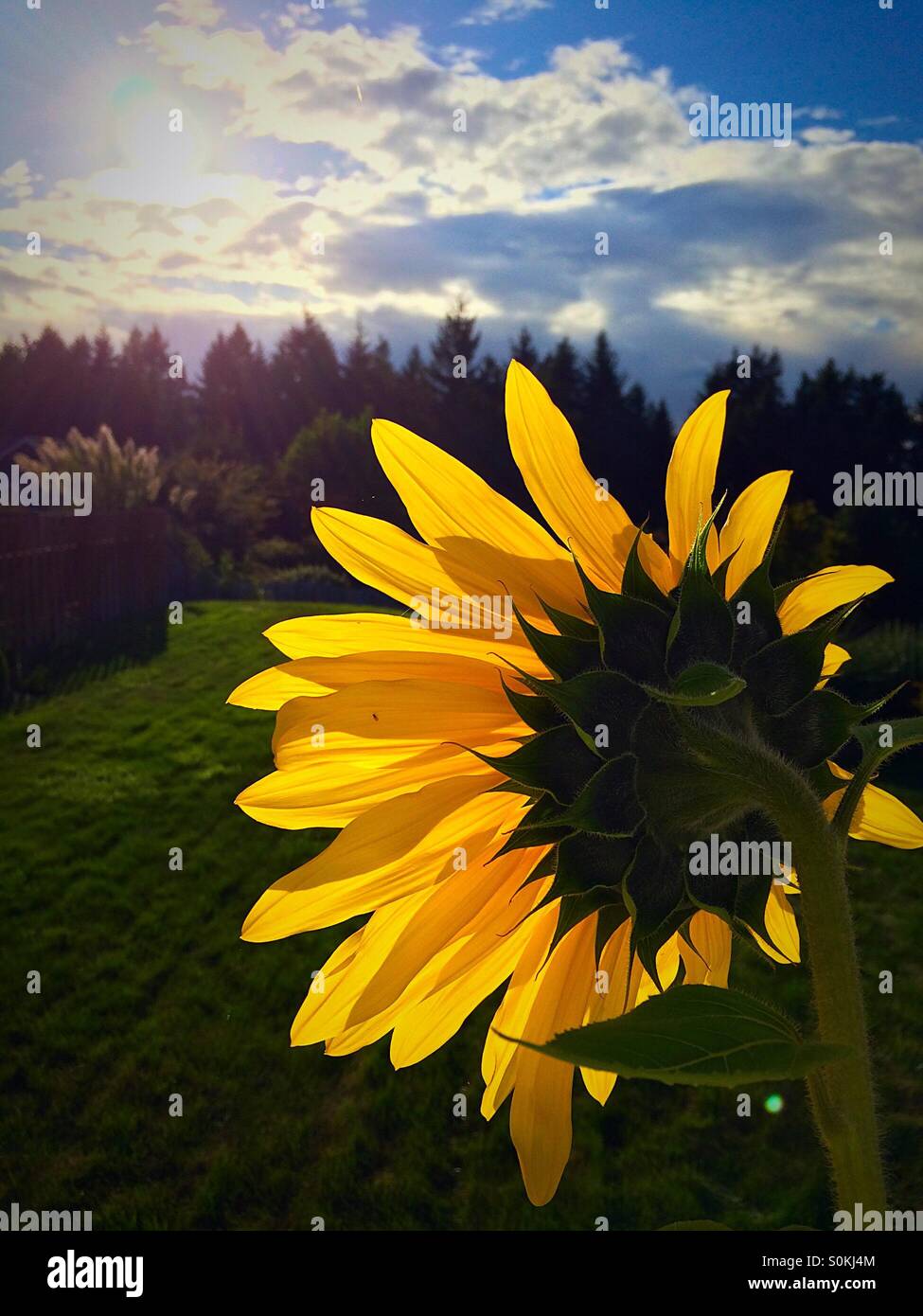 Sonnenblume mit Blick auf die Herbst-Sonne. Stockfoto