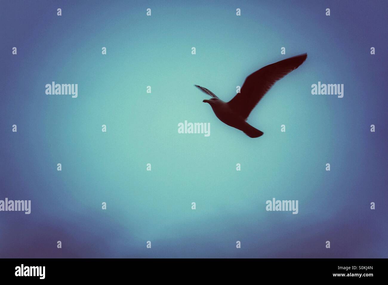 Einen einzigen Meer Vogel im Flug mit einem blauen Hintergrund. - Smartphone-aufgenommenes Stockfoto