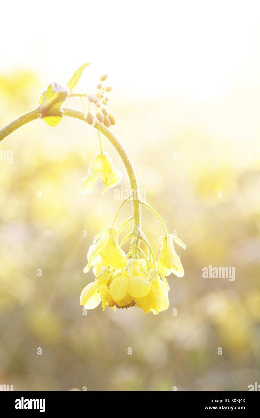 Eine gelbe Raps Blume mit einem hellen Sonnenaufgang hinter. Hohe Schlüssel Beleuchtung. Stockfoto