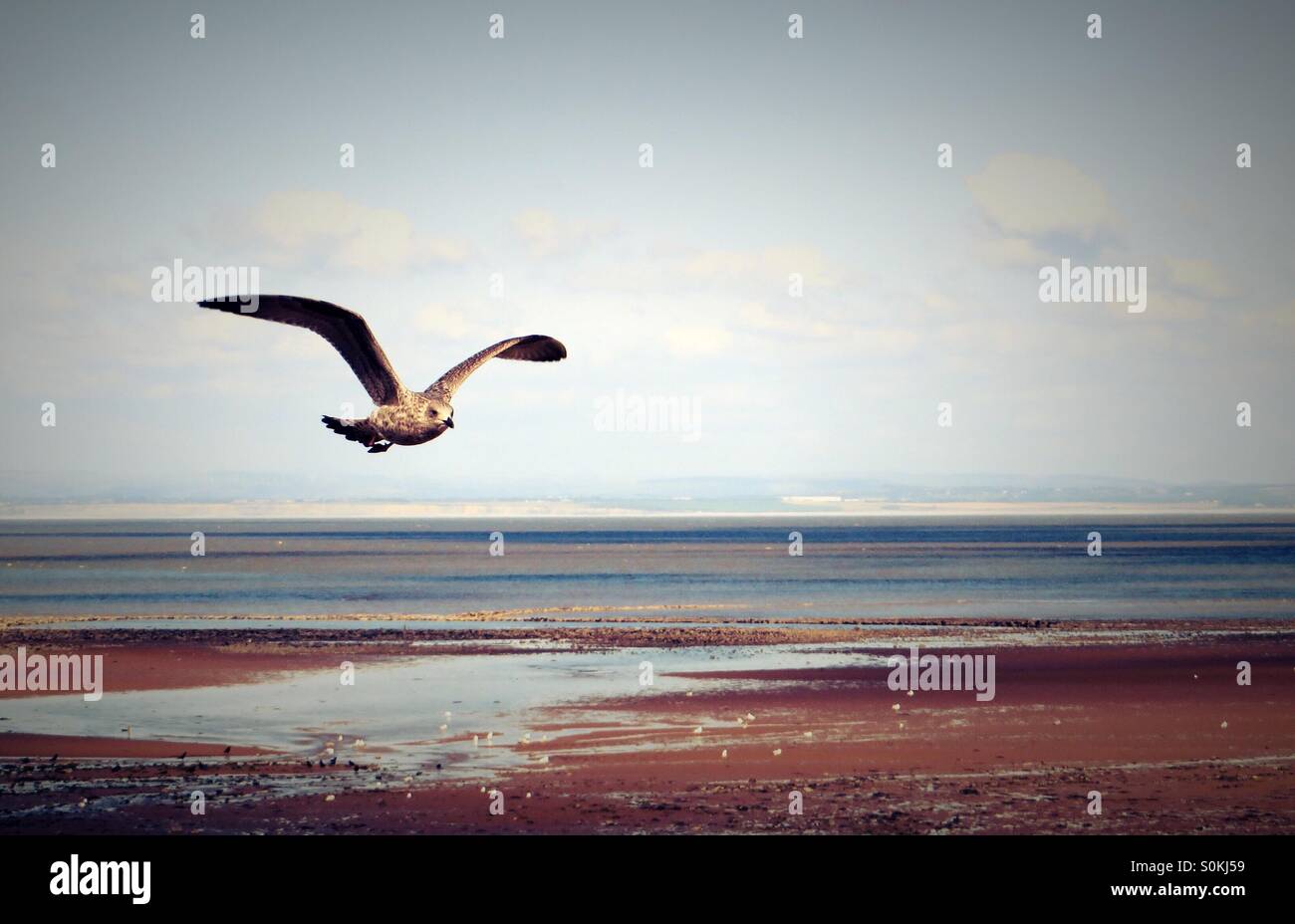 Möwen fliegen über die Küste - Smartphone-aufgenommenes Stockfoto