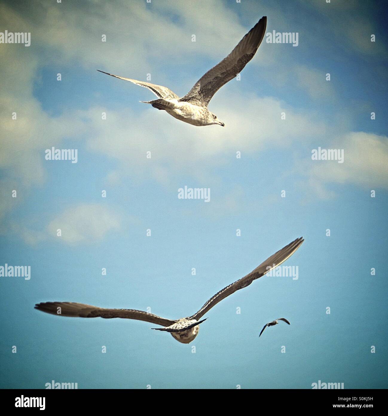 Möwen im Flug gegen blauen Wolkenhimmel - Smartphone-aufgenommenes Stockfoto