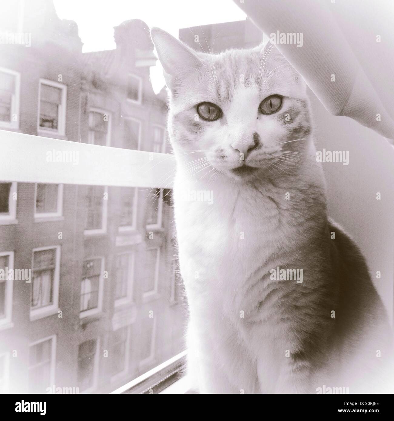 Katze am Fenster sitzen, gerade mit Blick auf die Kamera Stockfoto
