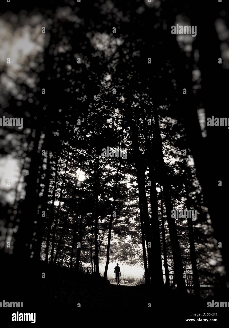 Mann zu Fuß in den Wald Stockfoto