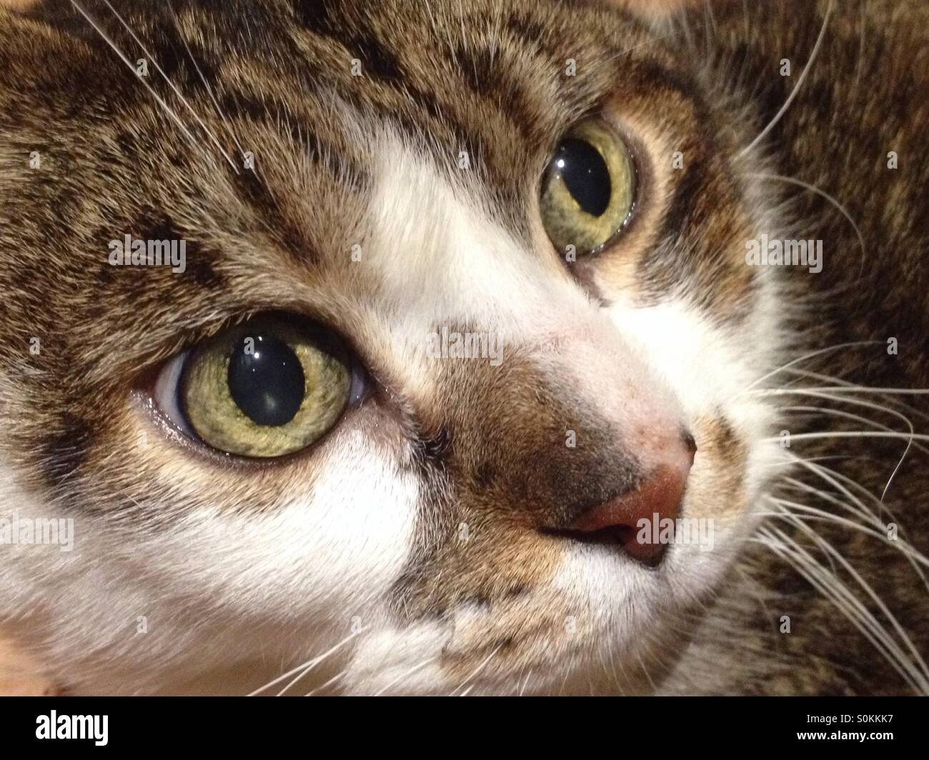 Süße weiße und graue Katze - Smartphone-aufgenommenes Stockfoto
