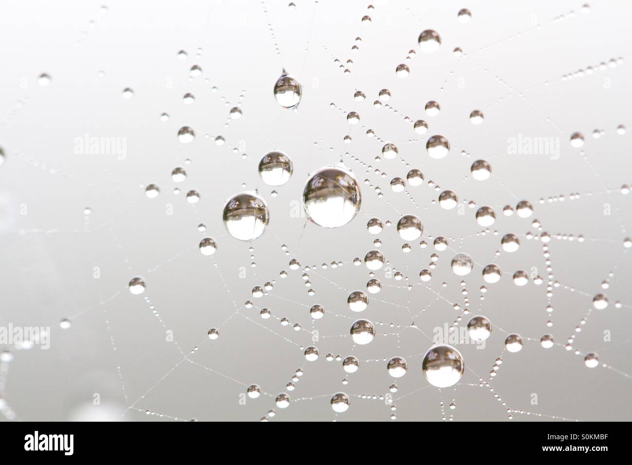 Ein Spinnennetz mit Perlen des Wassers, die aus der kalten Luft verdichtet haben. - Smartphone-aufgenommenes Stockfoto