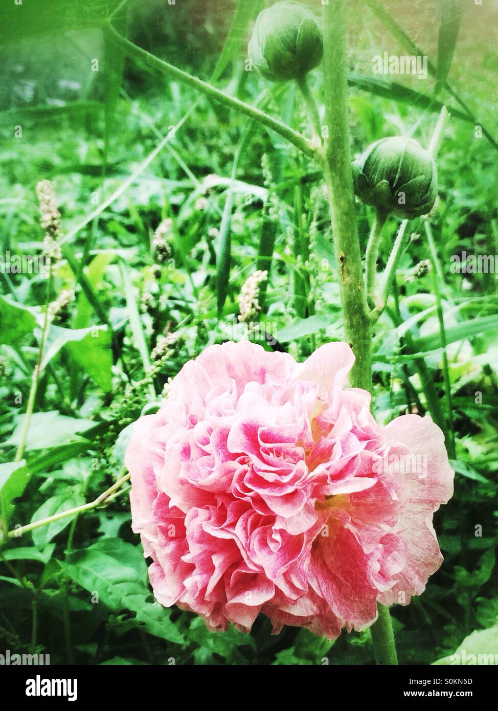 Rosa Stockrose Blume mit Knospen Stockfoto