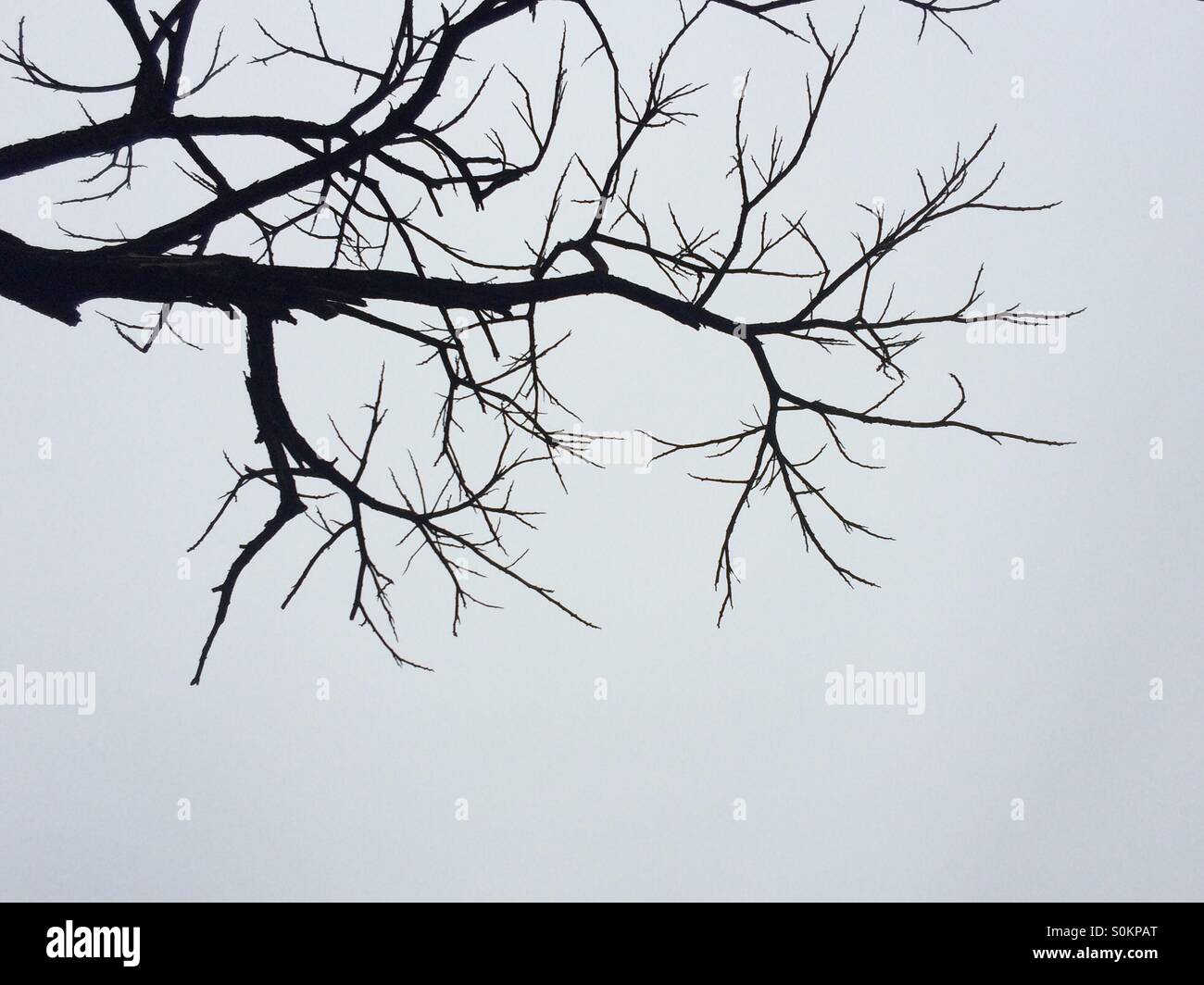 Ein Baum ohne Blätter im Herbst Stockfoto