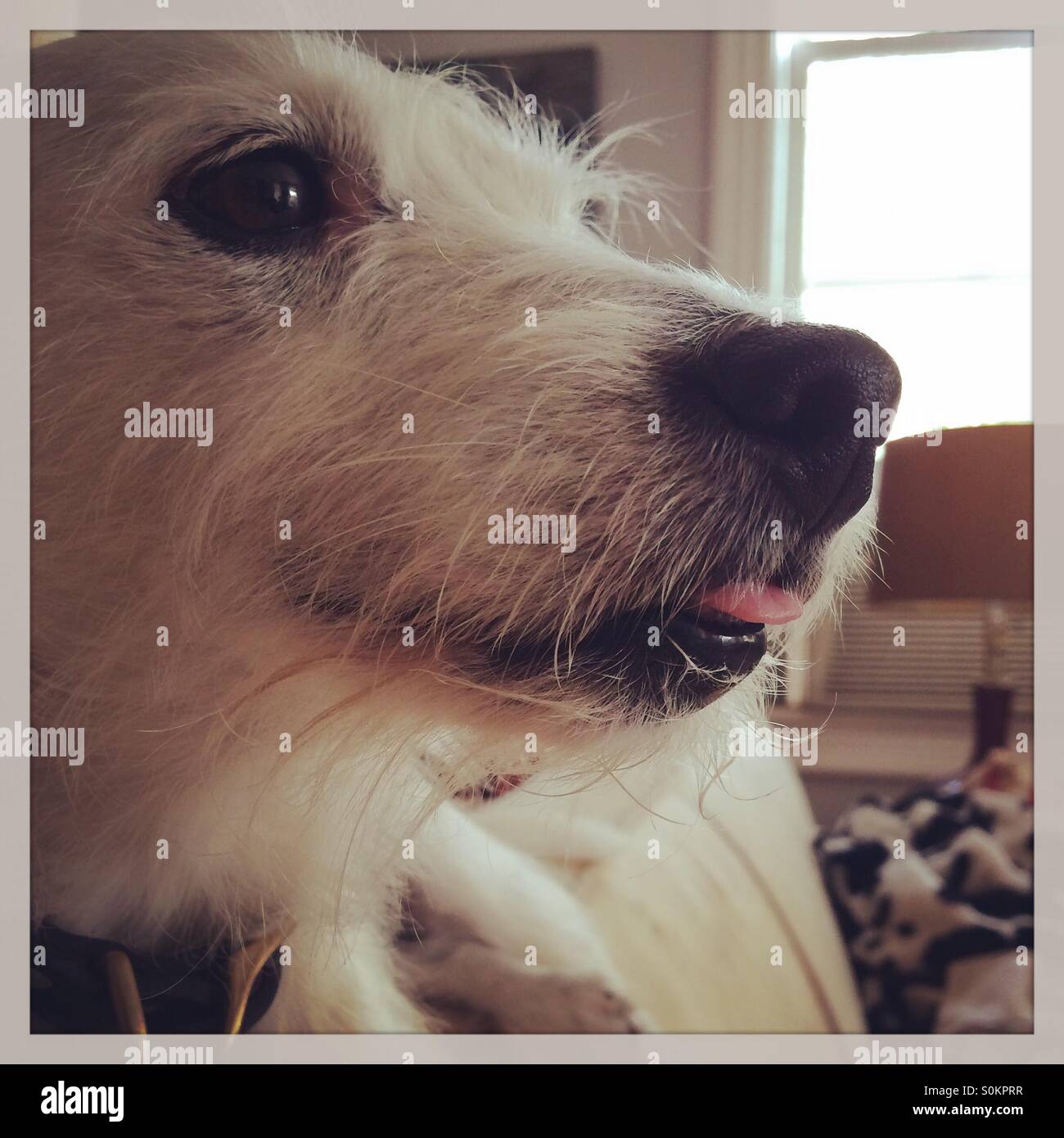 Weiße Terrier Portrait mit Zunge heraus Stockfoto