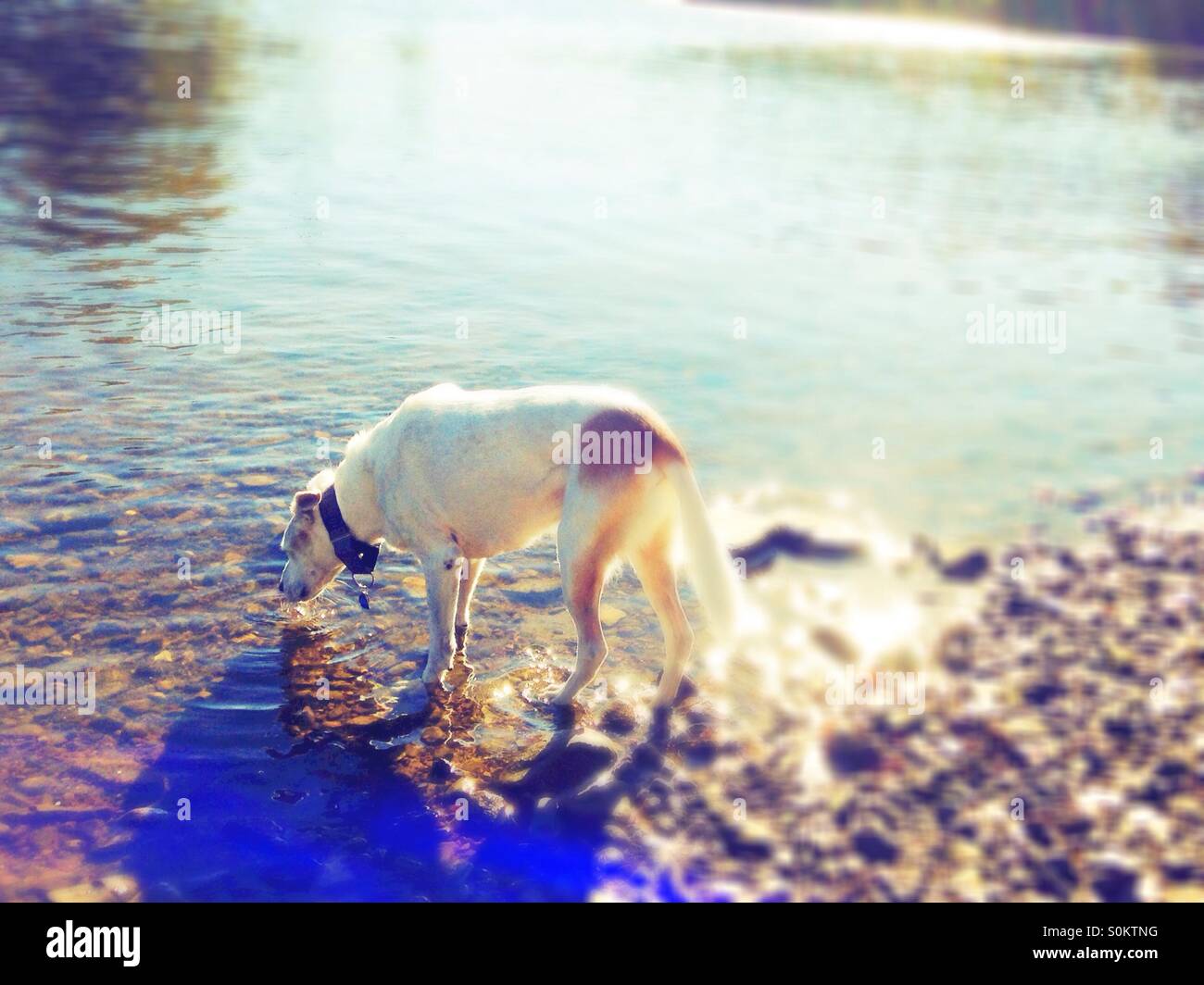 Ein Hund aus einem Fluss trinken. Stockfoto