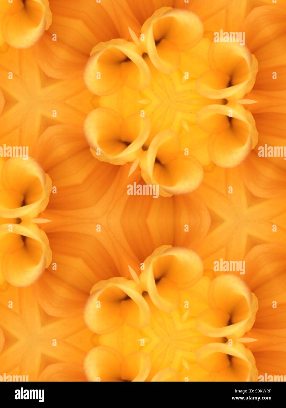 Kaleidoskop-Muster von Dahlia Blumen - Smartphone-aufgenommenes Stockfoto