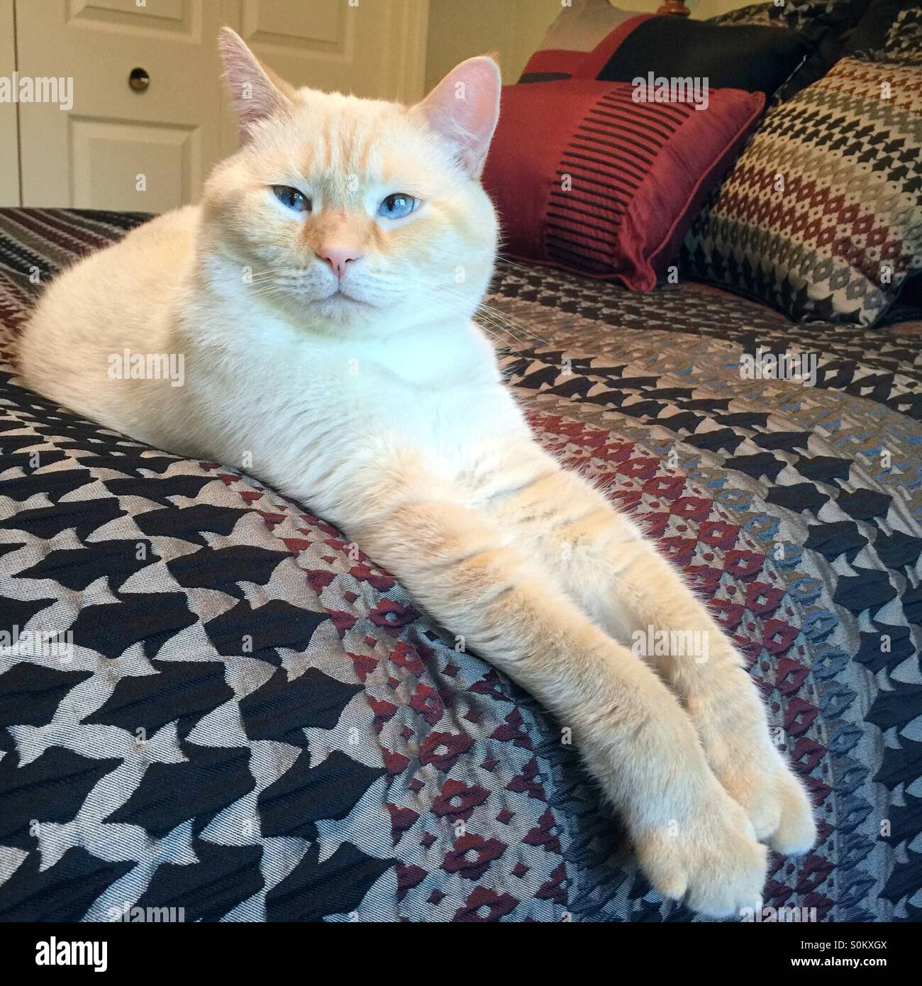 Eine Flamme weiße Punkt siamesische Katze mit blauen Augen Lounges bequem auf einem Bett mit seinen Beinen und Pfoten ausgestreckt. - Smartphone-aufgenommenes Stockfoto