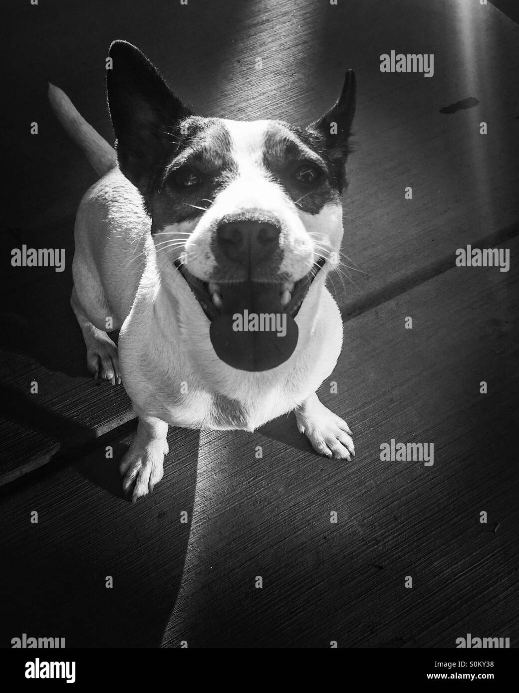 Guter Hund! Kleiner Hund, Jack Russell Terrier, sitzt und schaut direkt in die Kamera mit einem großen Lächeln. In schwarz und weiß. - Smartphone-aufgenommenes Stockfoto