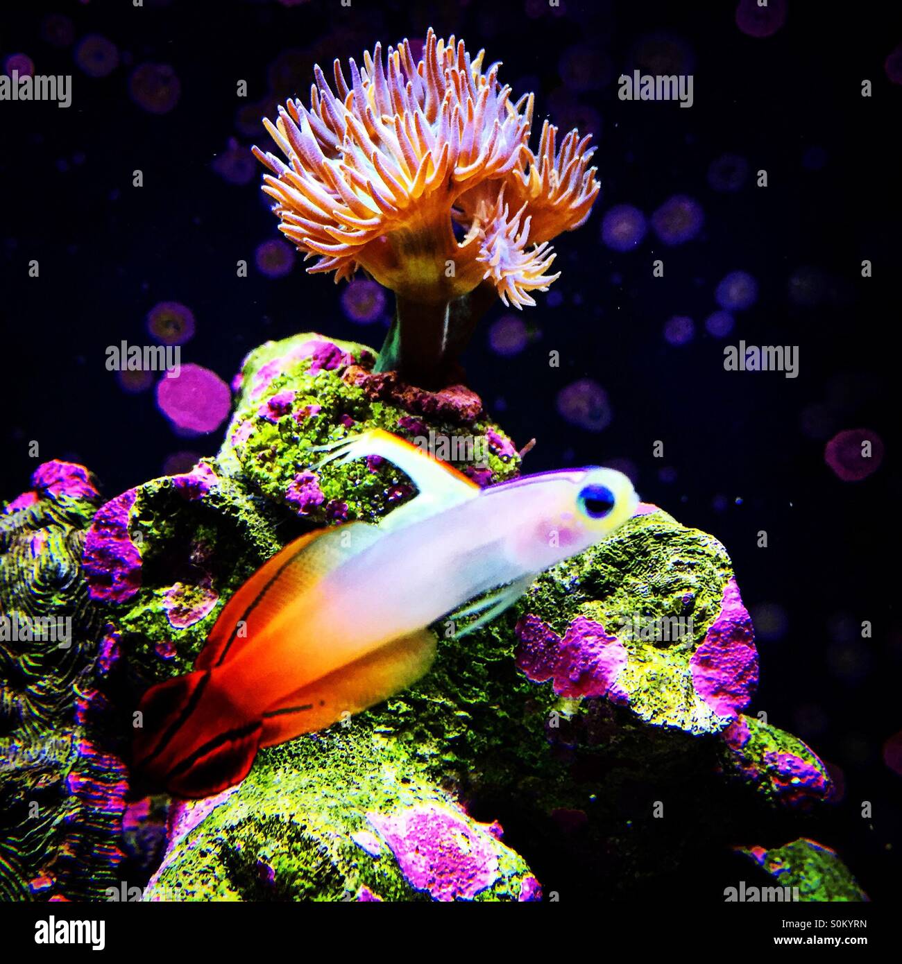 Firefish in Marinebehälter - Smartphone-aufgenommenes Stockfoto