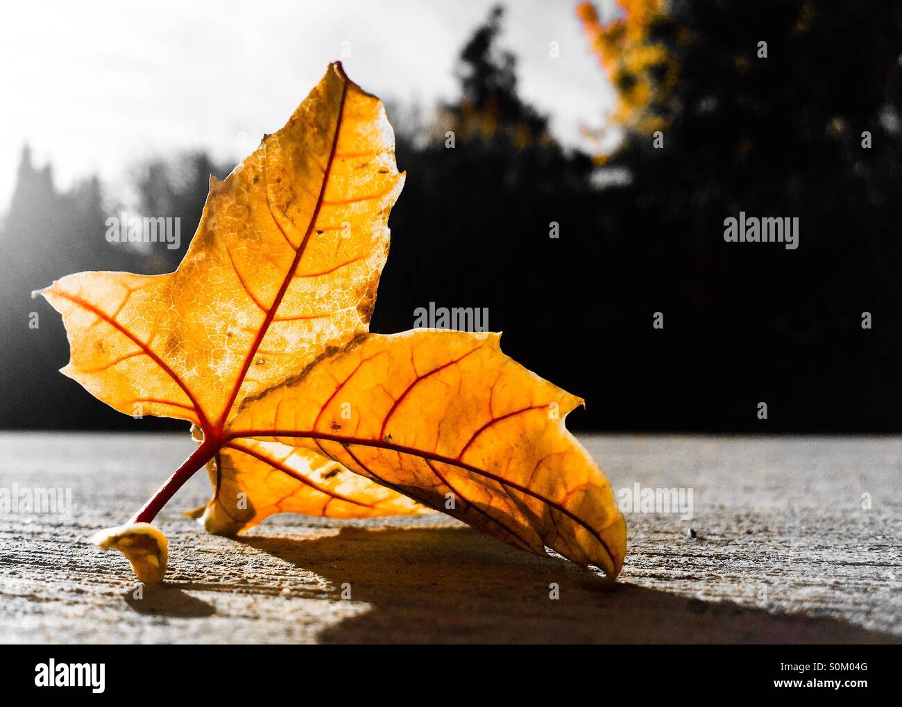 Die niedrige Ansicht eines gelben gefallenen Ahornblattes wirft einen Schatten, während die Sonne durch das Blatt scheint - Smartphone-aufgenommenes Stockfoto